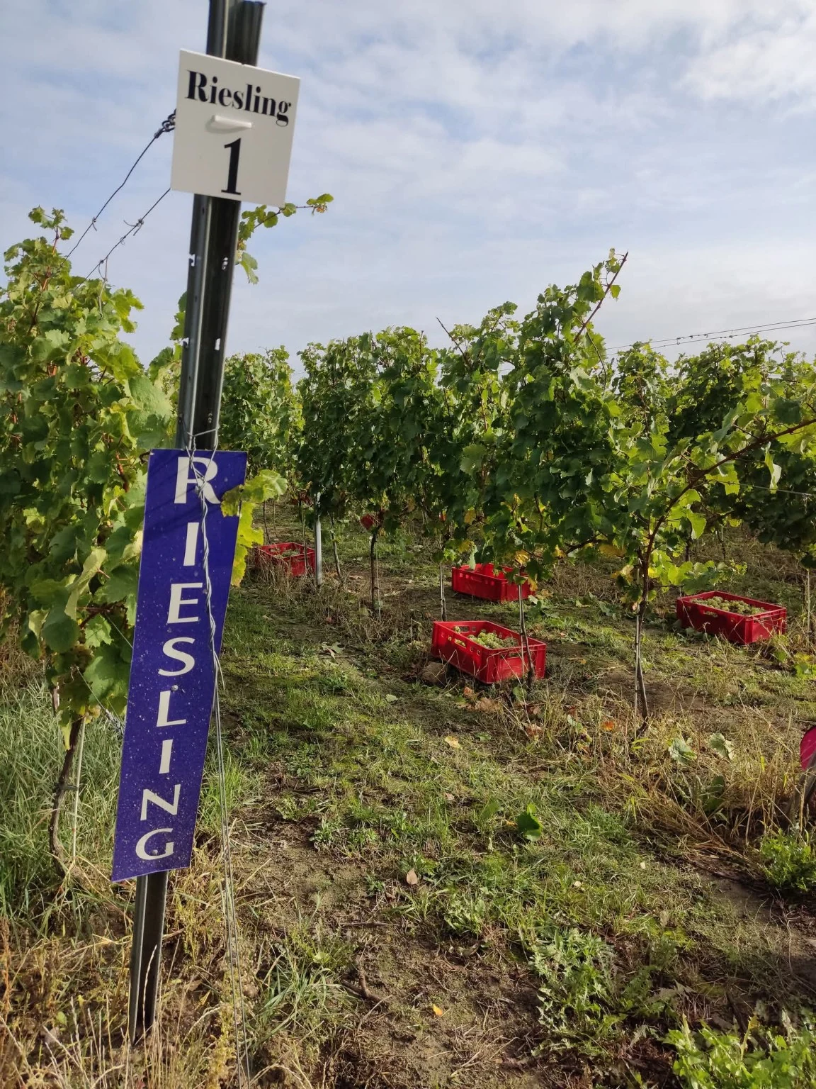 Skrzynki winogron podczas zbiorów przy oznaczeniu Riesling.